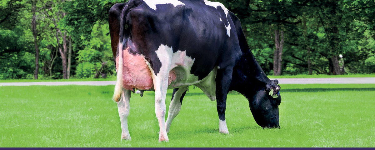 Come scegliere i tori da riproduzione migliori per la tua azienda 8 Concept per Tori da riproduzione: AURORA PARFECT 23719-ET VG-87 (Madre di ROBO)-topaz-high fidelity v2-4x