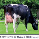 Come scegliere i tori da riproduzione migliori per la tua azienda 5 Concept per Tori da riproduzione: AURORA PARFECT 23719-ET VG-87 (Madre di ROBO)-topaz-high fidelity v2-4x