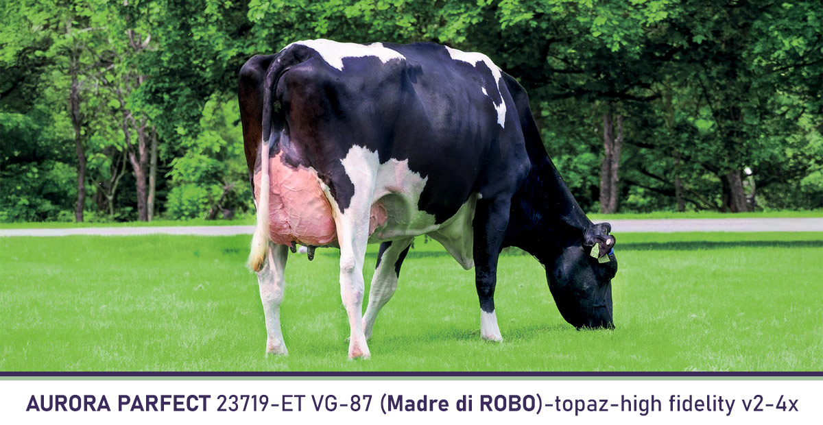 Concept per Tori da riproduzione: AURORA PARFECT 23719-ET VG-87 (Madre di ROBO)-topaz-high fidelity v2-4x