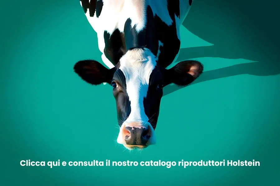 Concept per Tori da riproduzione: grafica con vacca frisona e testo ''clicca qui e consulta il nostro catalogo riproduttori Holstein