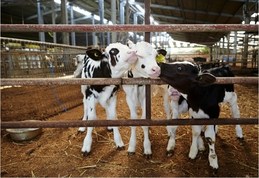 Concept per Tori da riproduzione: vitelli razza frisona