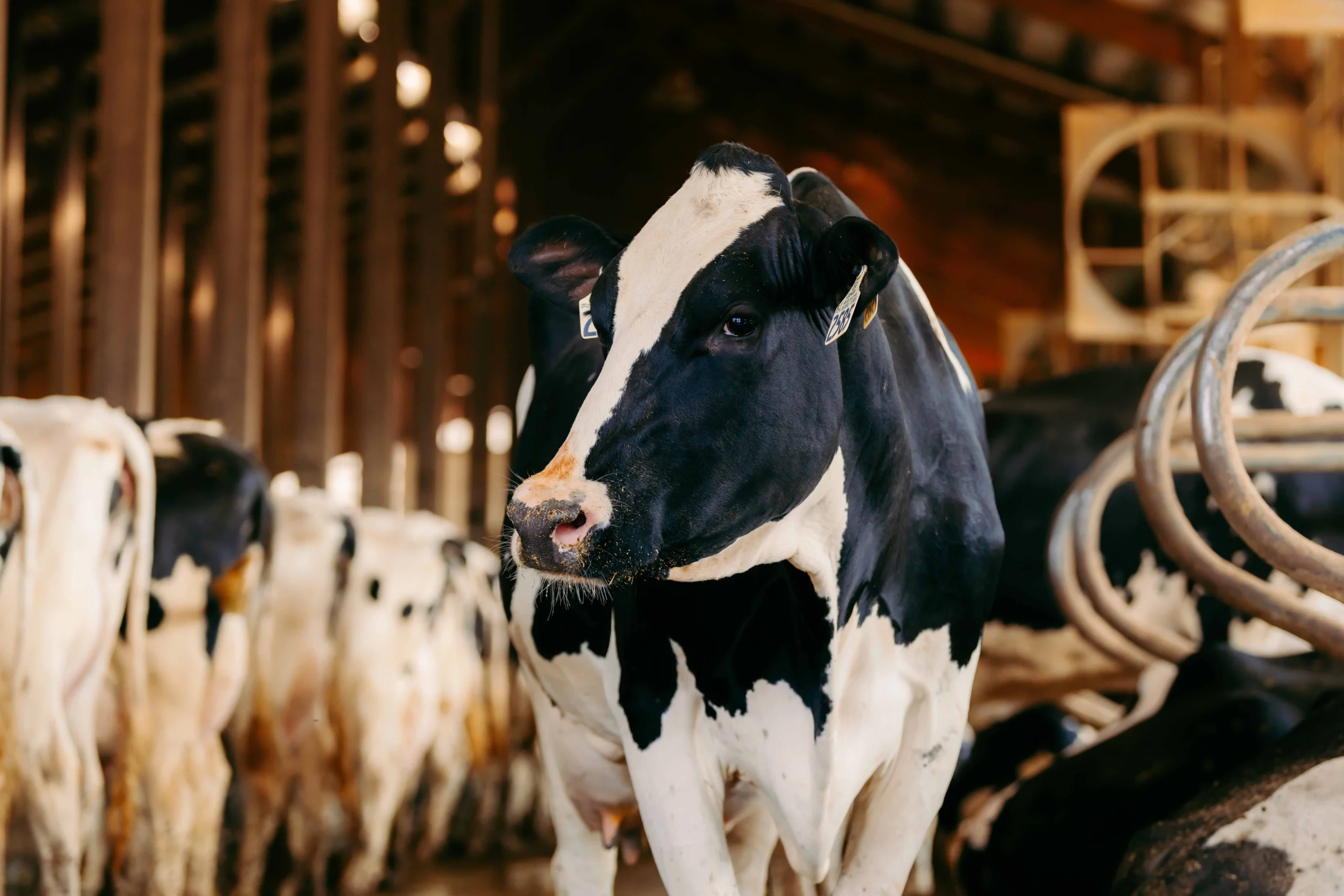 Primo piano di Frisona Italiana