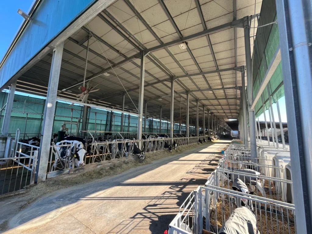 Concept per robot di mungitura: interno stalla di AZ.AGR.CHIOSO DI BERSANI S.S. SOCIETÀ AGRICOLA