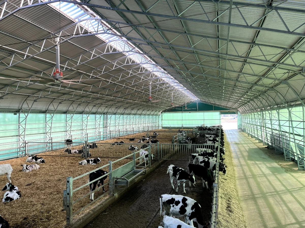 Concept per robot di mungitura: interno stalla di AZ.AGR.CHIOSO DI BERSANI S.S. SOCIETA' AGRICOLA