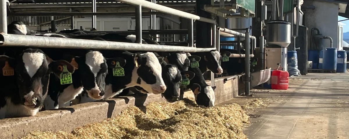 Vacche perfette per i robot da mungitura: come scegliere la genetica giusta 6 Concept per robot di mungitura: close up stalla di AZ.AGR.CHIOSO DI BERSANI S.S. SOCIETA' AGRICOLA