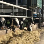 Vacche perfette per i robot da mungitura: come scegliere la genetica giusta 6 Concept per robot di mungitura: close up stalla di AZ.AGR.CHIOSO DI BERSANI S.S. SOCIETA' AGRICOLA