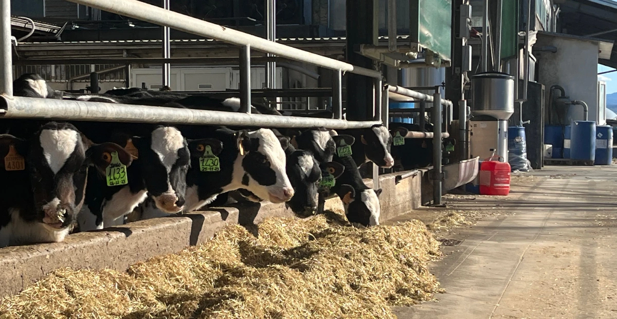 Concept per robot di mungitura: close up stalla di AZ.AGR.CHIOSO DI BERSANI S.S. SOCIETA' AGRICOLA