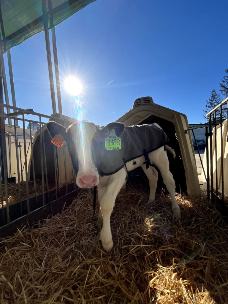 Concept per robot di mungitura: close up vacca frisona di AZ.AGR.CHIOSO DI BERSANI S.S. SOCIETÀ AGRICOLA