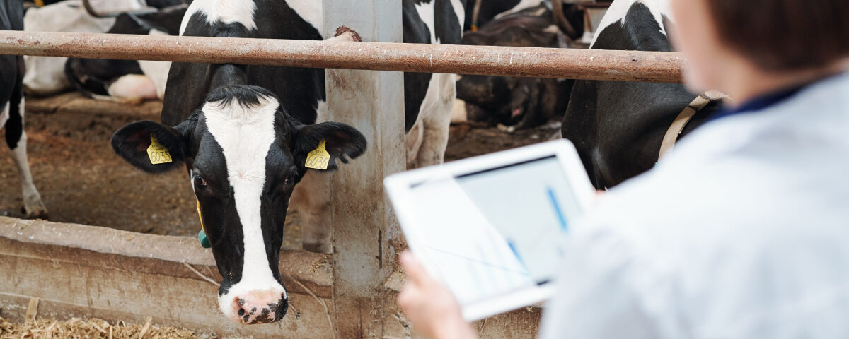 Concept per Selezione delle vacche da latte per longevità: close up su veterinario e vacca da latte