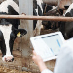 Longevità produttiva: come selezionare vacche da latte longeve 5 Concept per Selezione delle vacche da latte per longevità: close up su veterinario e vacca da latte