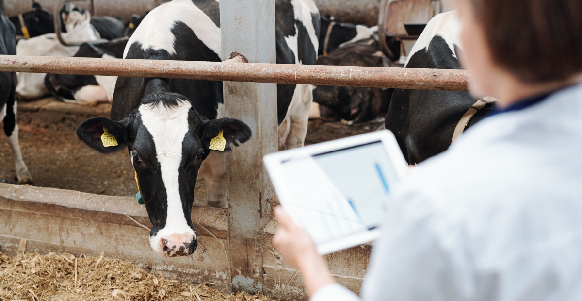 Concept per Selezione delle vacche da latte per longevità: close up su veterinario e vacca da latte