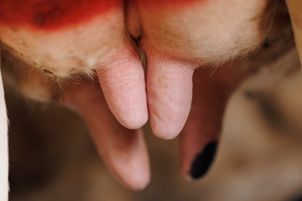 Concept per Selezione delle vacche da latte per longevità: close up su mammelle