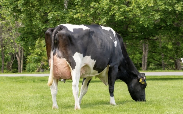 Riproduttori Holstein: AURORA PARFECT 23719-ET VG-87 (Madre di ROBO)