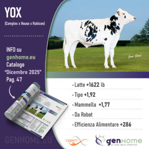 Riproduttore Holstein: Yox