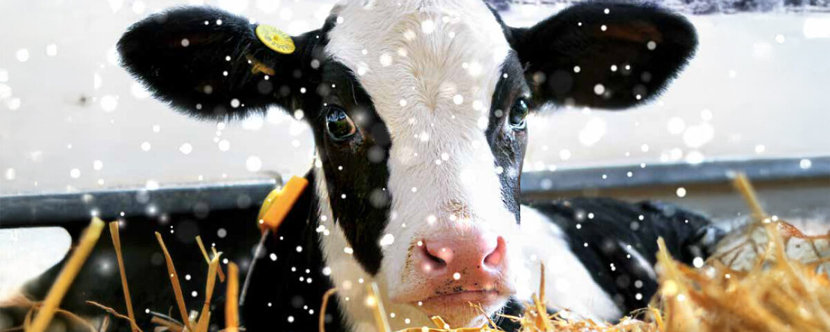 Primo piano di vitella per concept di riproduttori Holstein