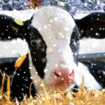 Primo piano di vitella per concept di riproduttori Holstein