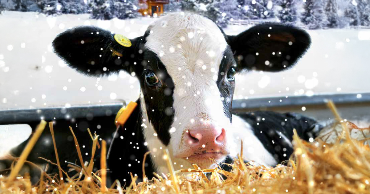 Primo piano di vitella per concept di riproduttori Holstein