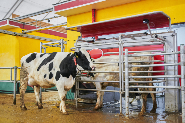 Concept per riproduttori Holstein: due vacche in stalla