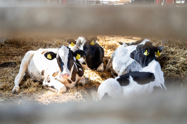 Concept per riproduttori Holstein: vitelle in stalla