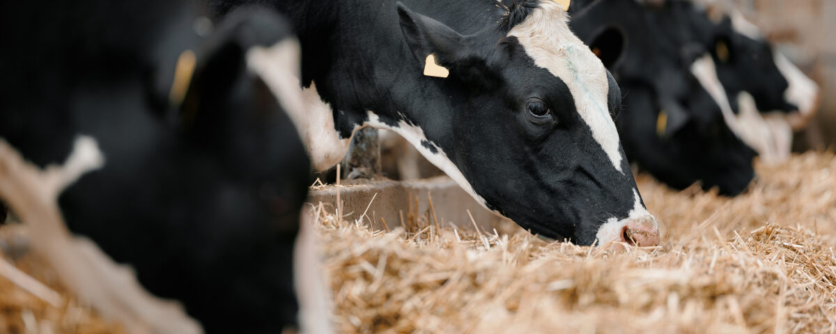 Concept per efficienza alimentare: close up su musi di vacca frisona