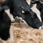 Più latte, meno costi: l’Efficienza Alimentare è la vera leva per far crescere la redditività in stalla 7 Concept per efficienza alimentare: close up su musi di vacca frisona