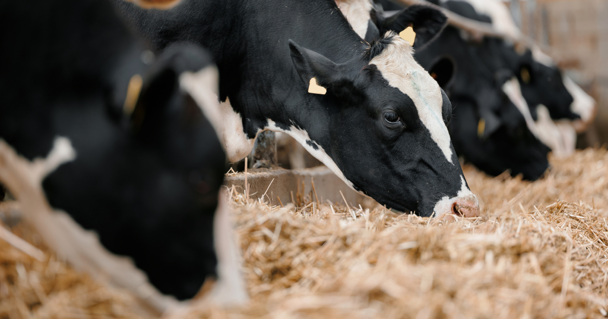 Concept per efficienza alimentare: close up su musi di vacca frisona