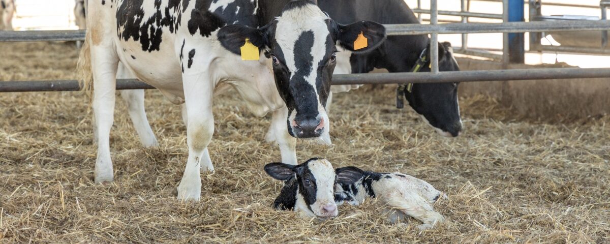 Concept per gestione della rimonta: vacca frisona con vitella appena nata