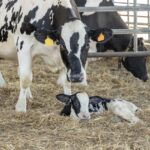 Concept per gestione della rimonta: vacca frisona con vitella appena nata