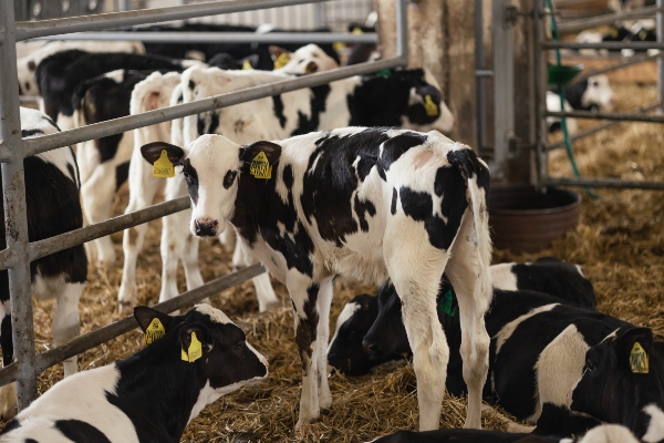 Dati di Aprile 2026: meno classifica, più vacche da stalla 10 Concept per riproduttori Holstein: immagine di vitellaia di razza Frisona