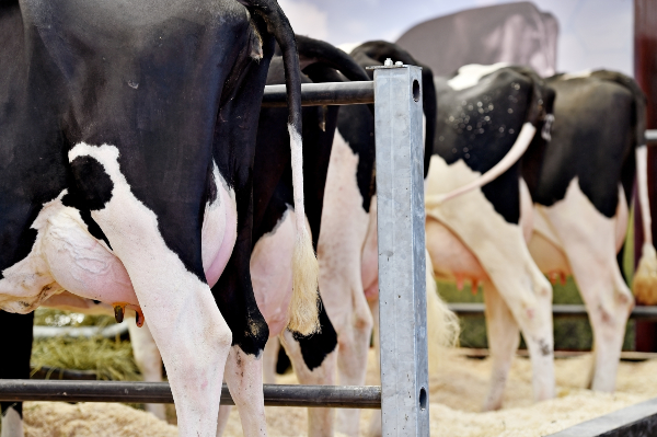 Aplotipi, tare di infertilità e gestione dell'inbreeding negli allevamenti moderni 8 Concept per alotipi e tare genetiche: close up su mammelle di vacca frisona