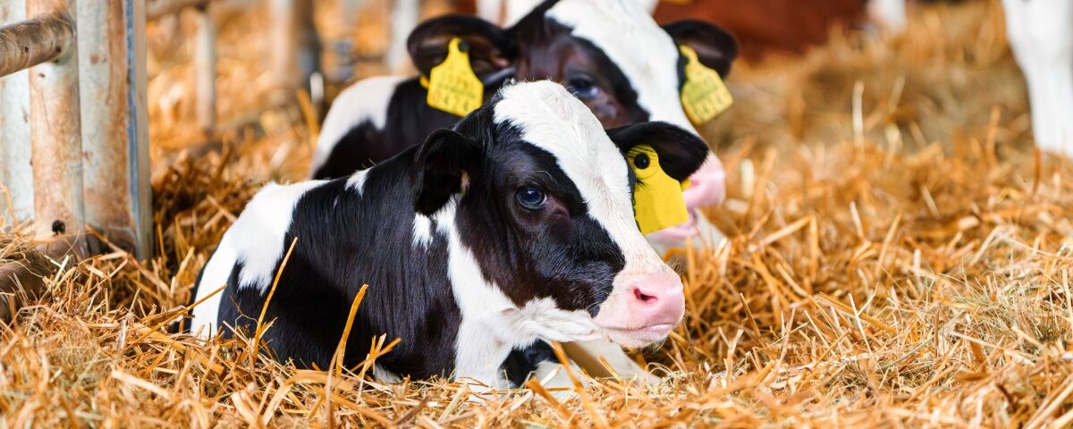 Fertilità nella Frisona: perché guardare un solo indice non basta 6 Concept per fertilità della vacca Frisona: primo piano di vitelli