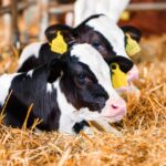 Fertilità nella Frisona: perché guardare un solo indice non basta 7 Concept per fertilità della vacca Frisona: primo piano di vitelli