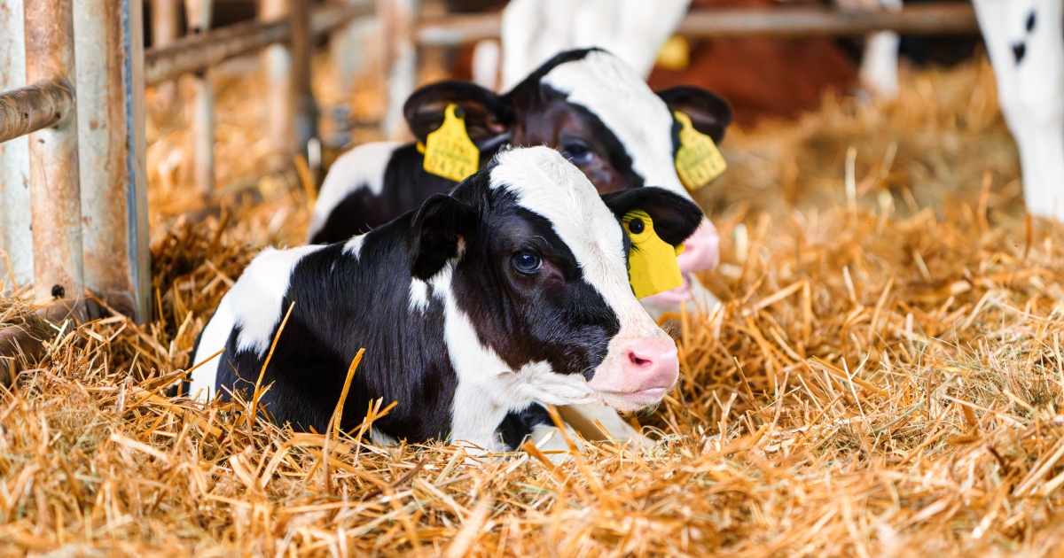 Concept per fertilità della vacca Frisona: primo piano di vitelli