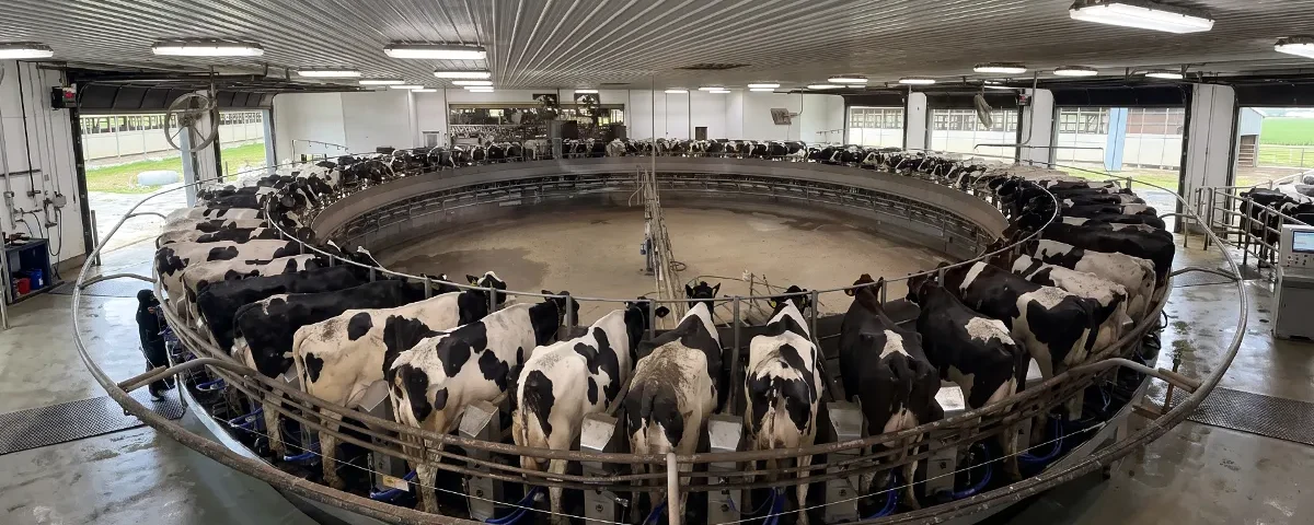 Giostra alla Ideal Farm- Coockie Cutter Holstein, 3200 capi in lattazione
