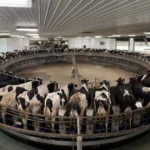 Giostra alla Ideal Farm- Coockie Cutter Holstein, 3200 capi in lattazione