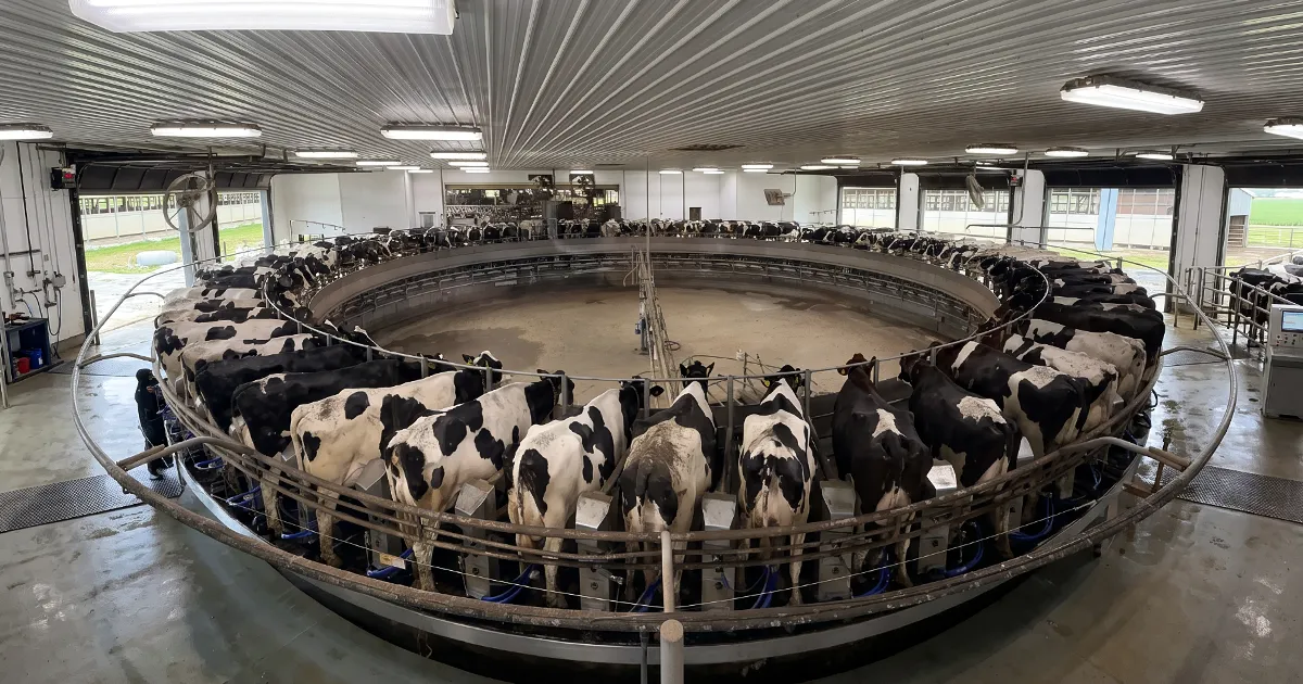 Giostra alla Ideal Farm- Coockie Cutter Holstein, 3200 capi in lattazione