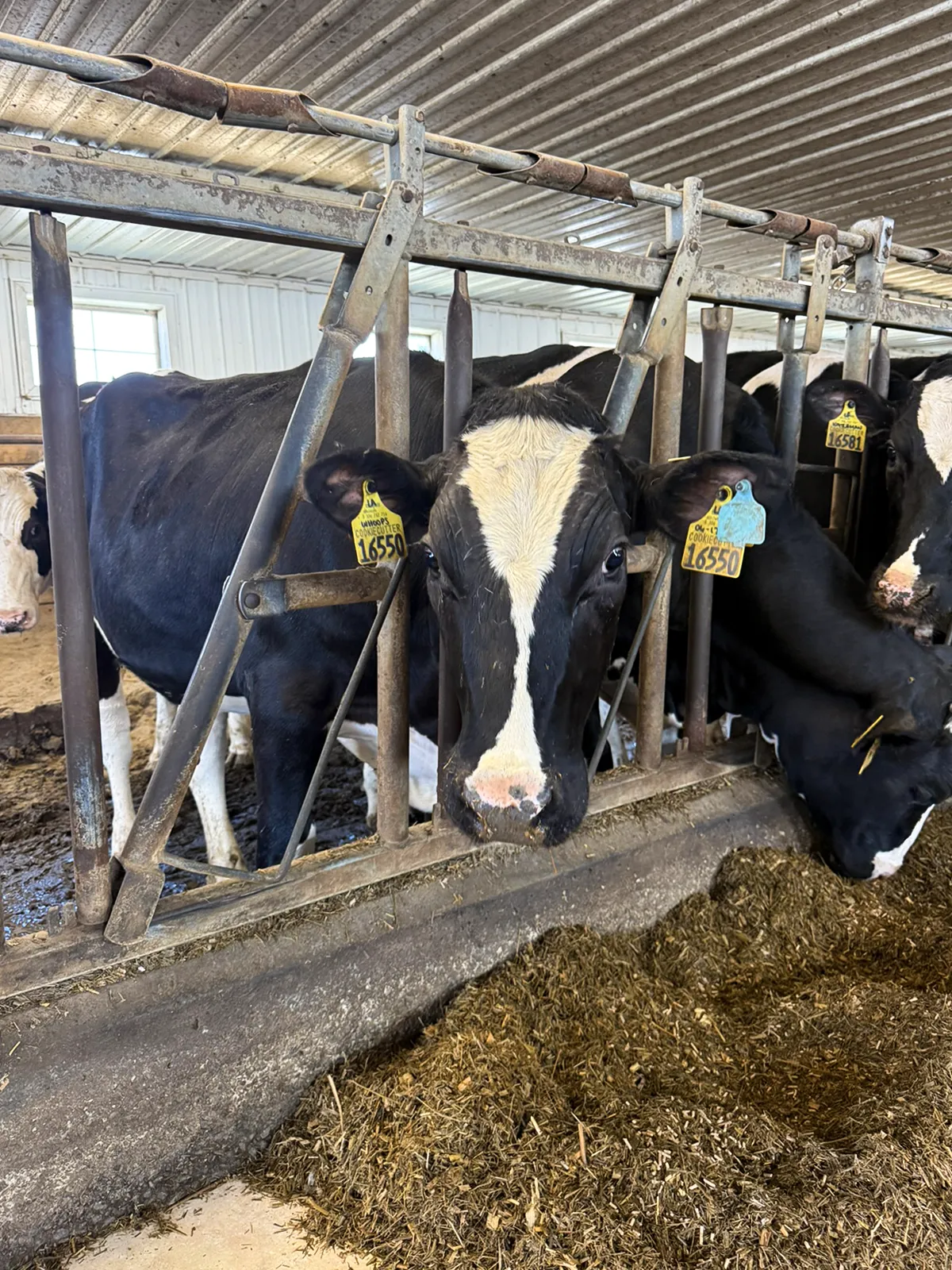 A type of Holstein-Friesian cattle