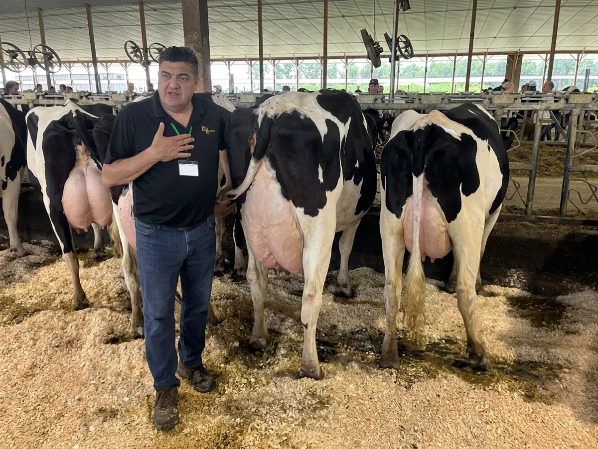 Holstein Friesian Cattle: Jeff King di King Ransom Farm al fianco della madre di Flyhigh di 91 punti.